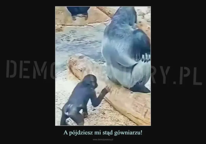 Pójdziesz stąd — co oznacza trend na TikTok